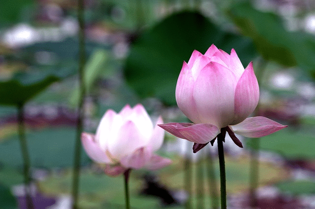 lotus