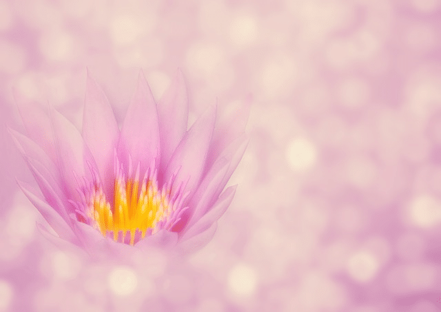 lotus licht